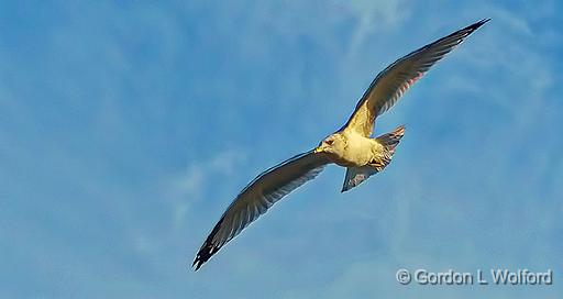 Gull In Flight_P1190518.jpg - Ring-billed Gull (Larus delawarensis) photographed at Smiths Falls, Ontario, Canada.